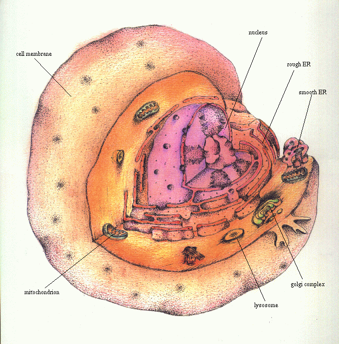 animal cell and its functions. view an animal cell while