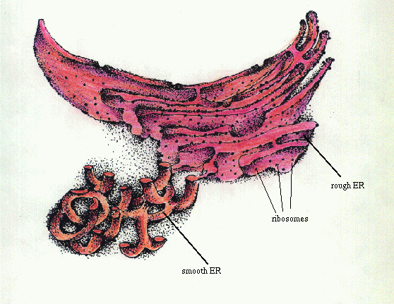 Animal Cell Nucleolus. +in+an+animal+cell