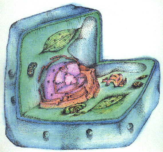 Structure and Function of Organelles