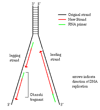 dna polymerase