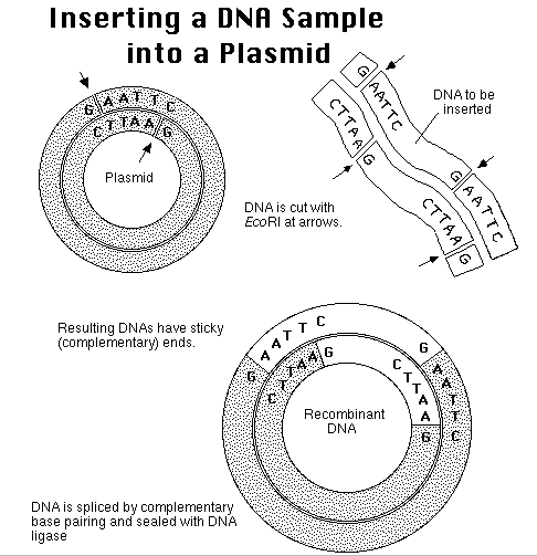 Biology Hypertextbook