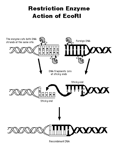 Biology Hypertextbook